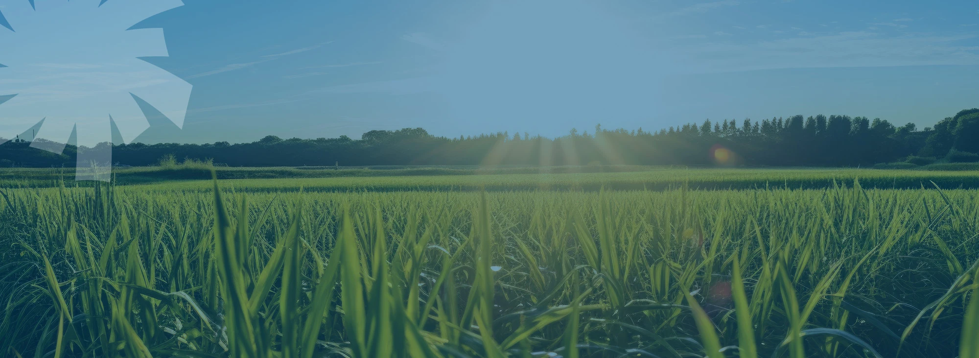 fondazione nest, spoke 3, partenariato, transizione energetica, sostenibilità, bioraffineria sostenibile